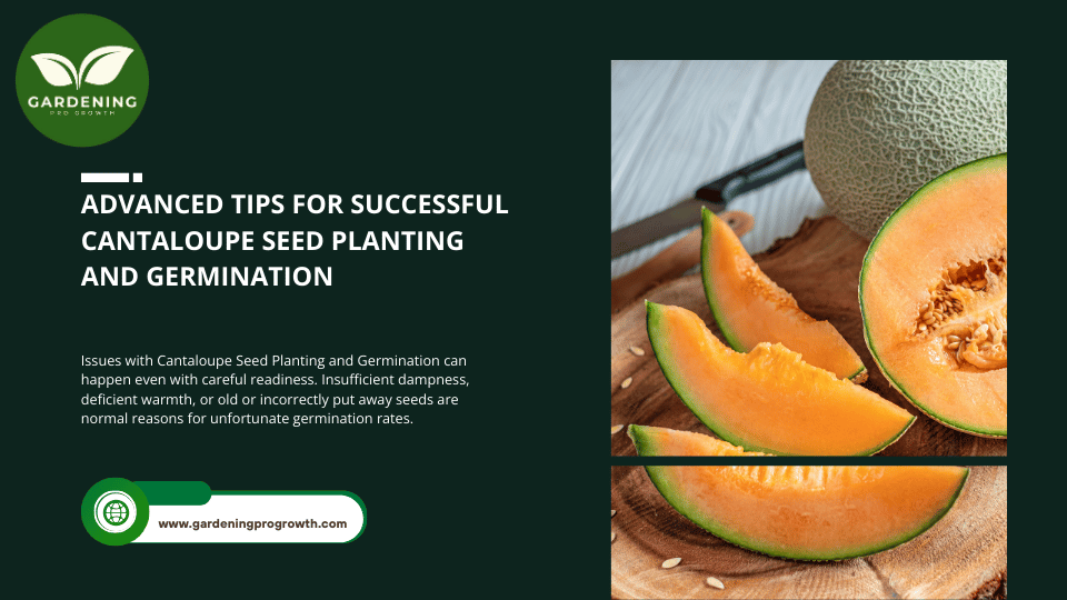 Advanced Tips for Successful Cantaloupe Seed Planting and Germination