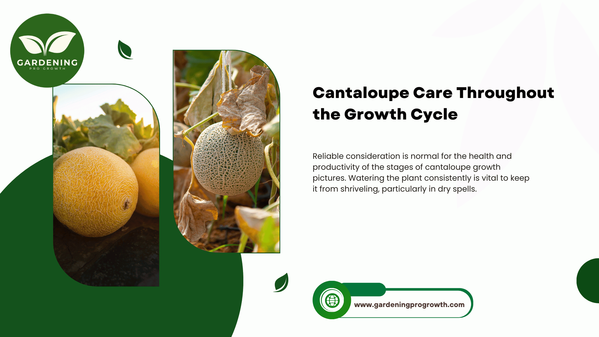 Cantaloupe Care Throughout the Growth Cycle