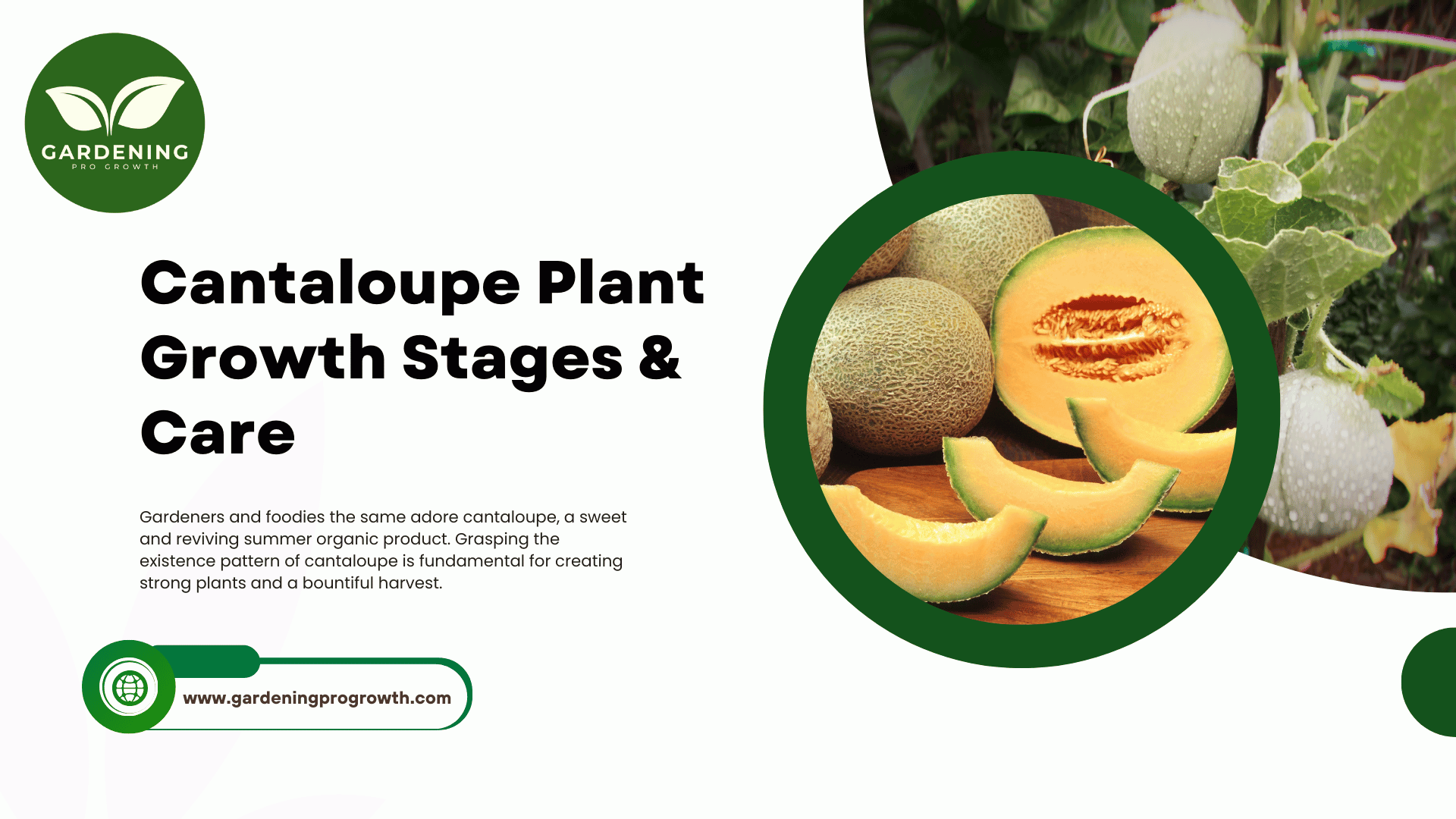 Cantaloupe Plant Growth Stages & Care