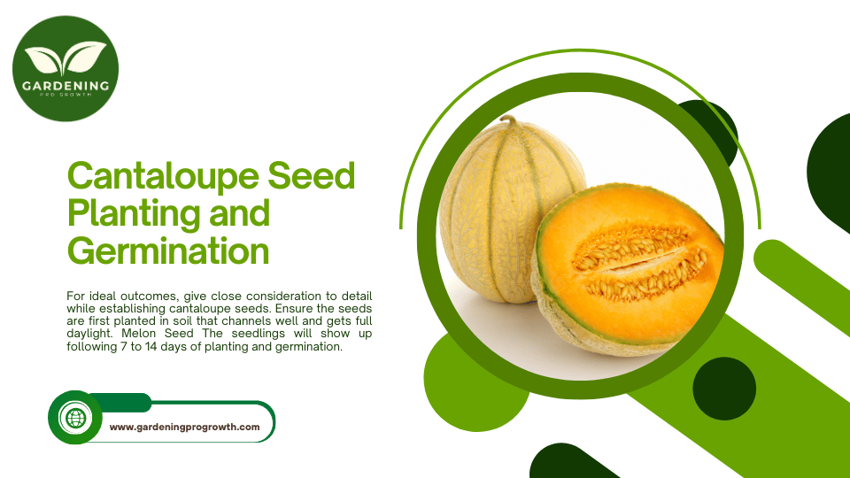 Cantaloupe Seed Planting and Germination