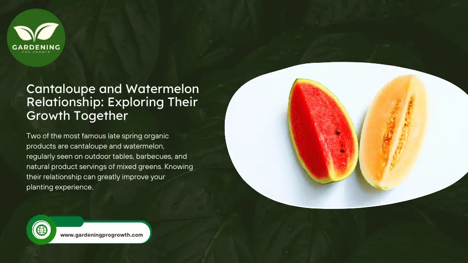 Cantaloupe and Watermelon Relationship Exploring Their Growth Together