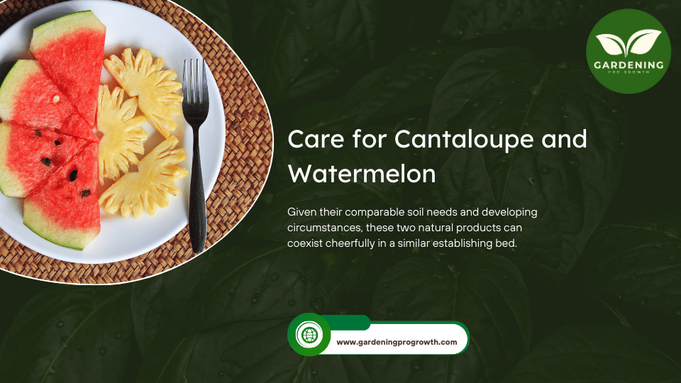 Care for Cantaloupe and Watermelon