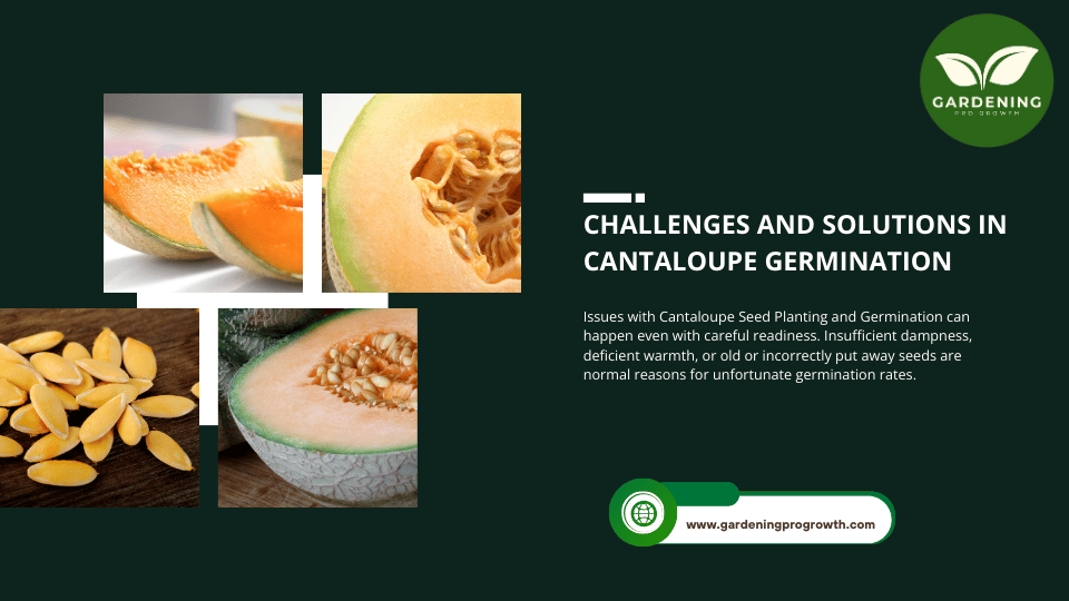 Challenges and Solutions in Cantaloupe Germination