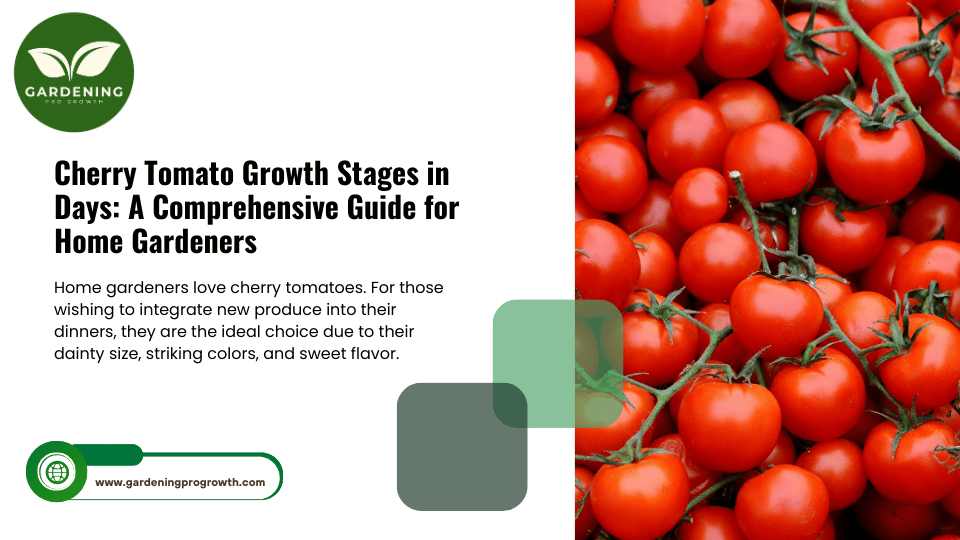 Cherry Tomato Growth Stages