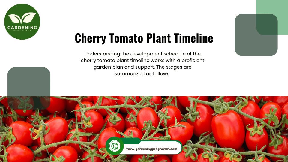 Cherry Tomato Plant Timeline