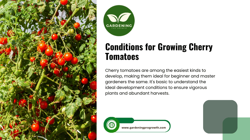 Conditions for Growing Cherry Tomatoes