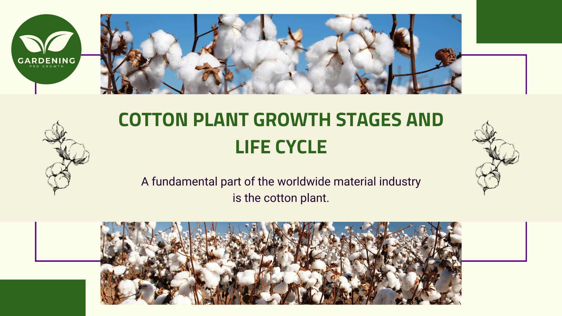 Cotton Plant Growth Stages & Life Cycle Simplified - Gardening Pro Growth