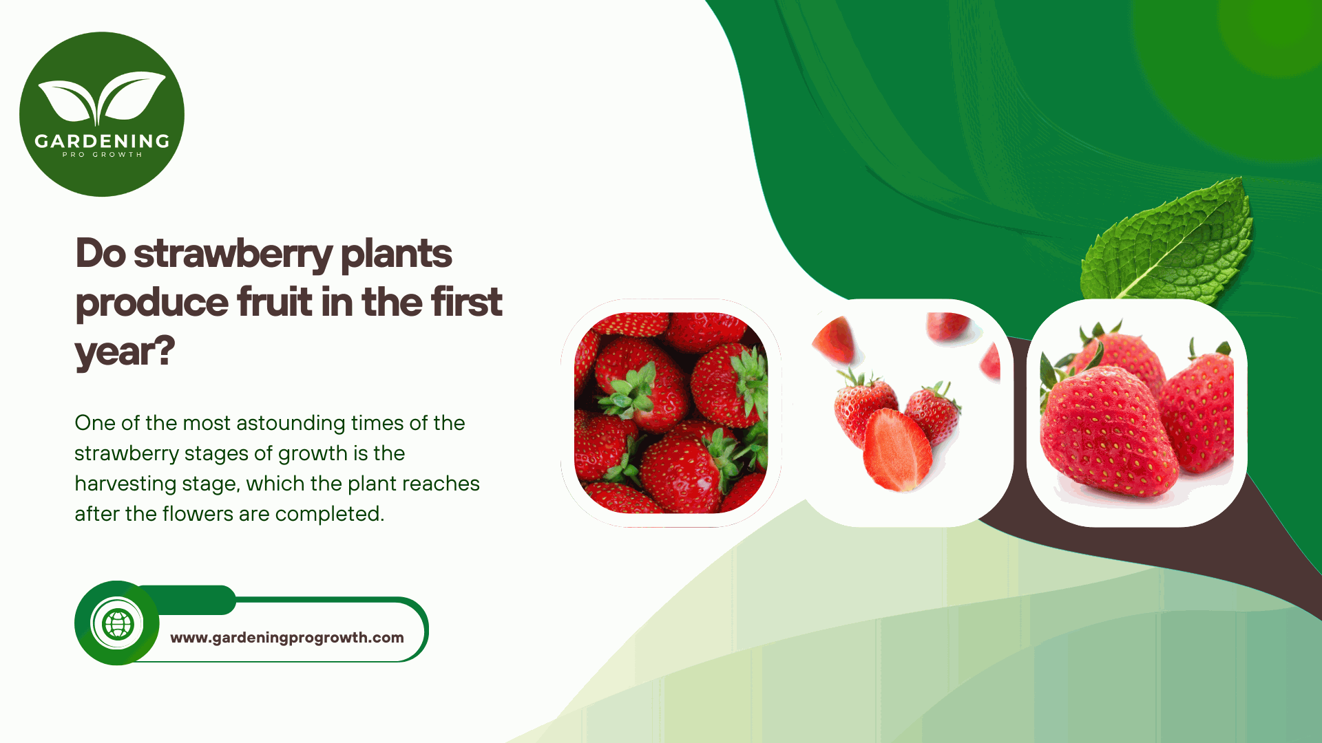 strawberry plants produce fruit in the first year