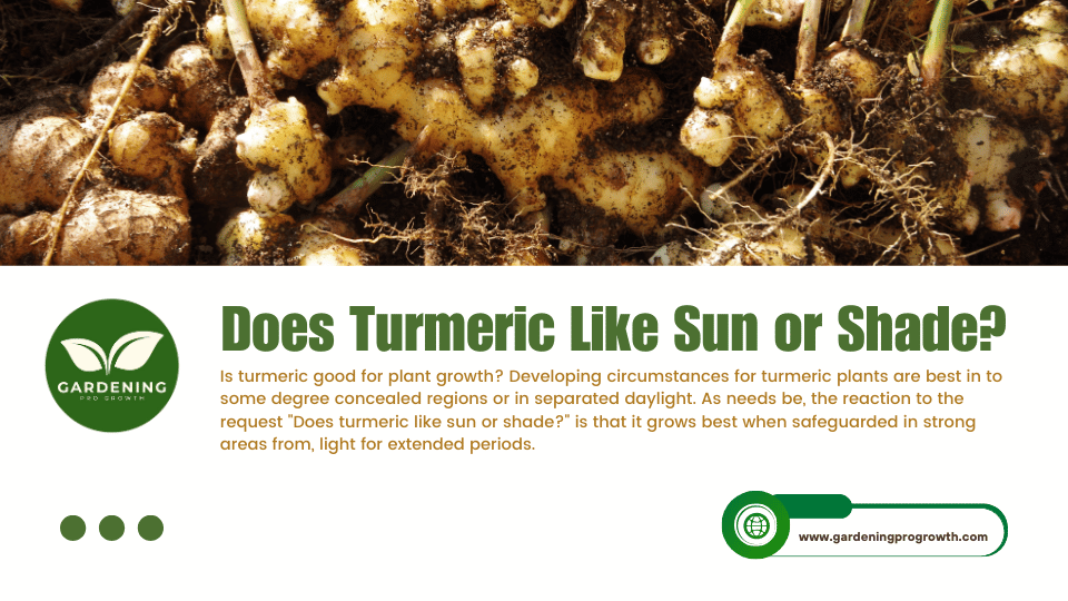 Does Turmeric Like Sun or Shade