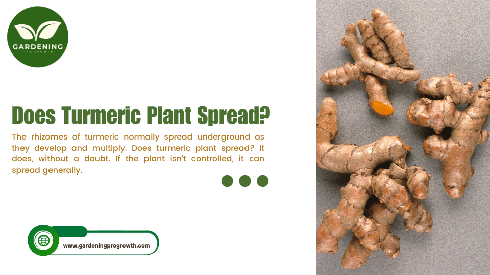 Does Turmeric Plant Spread