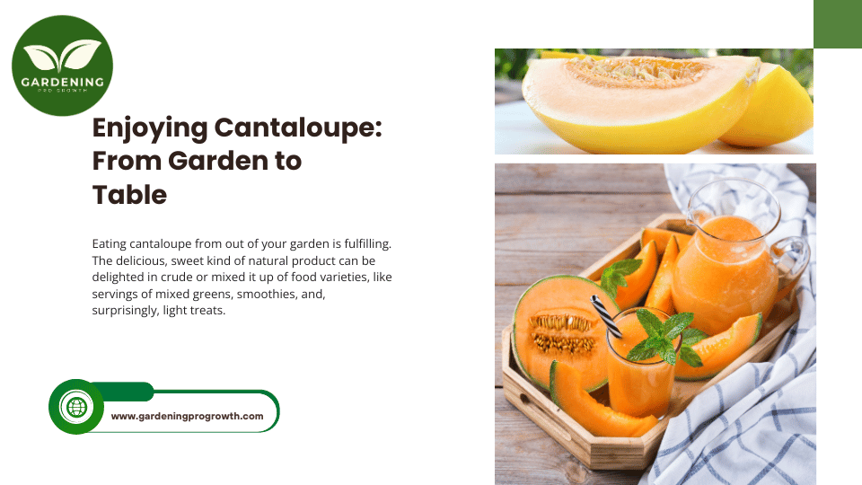 Enjoying Cantaloupe From Garden to Table