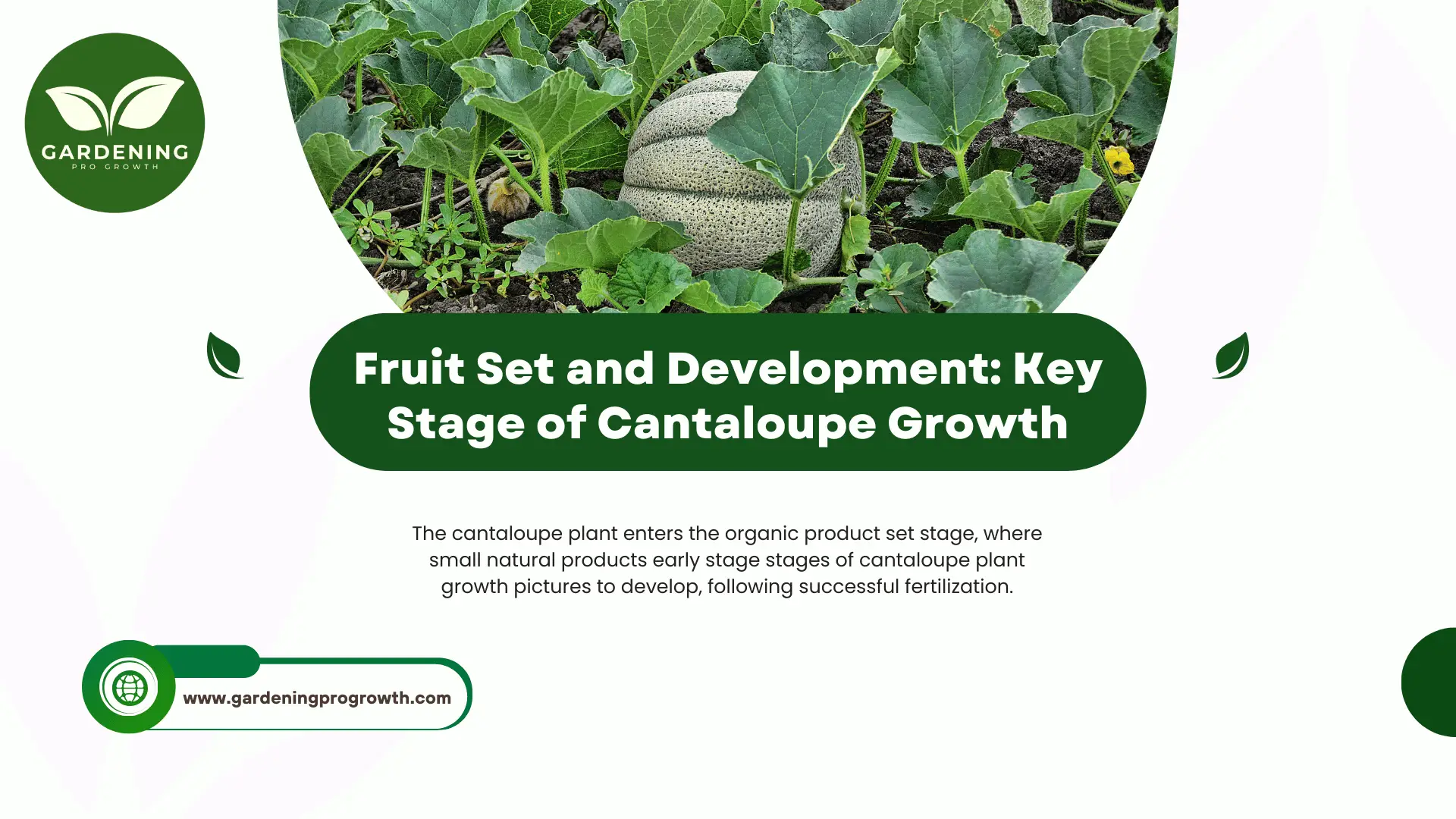 Fruit Set and Development Key Stage of Cantaloupe Growth