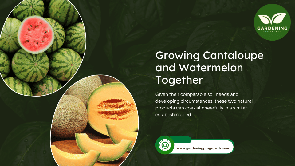 Growing Cantaloupe and Watermelon Together