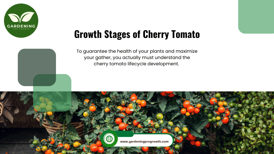 Growth Stages of Cherry Tomato