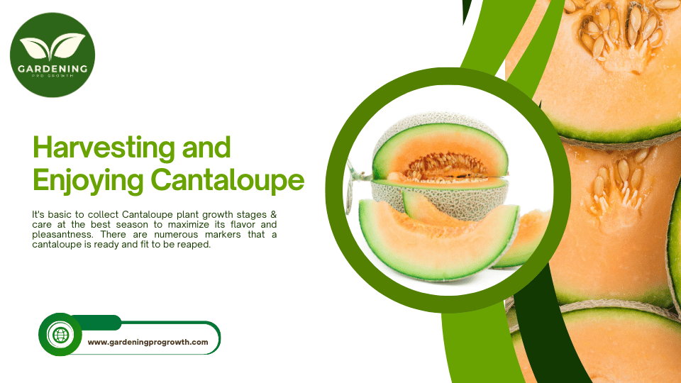 Harvesting and Enjoying Cantaloupe