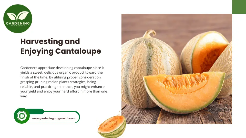 Harvesting and Enjoying Cantaloupe