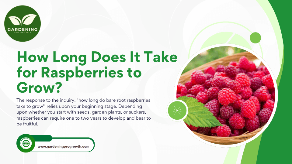 How Long Does It Take for Raspberries to Grow