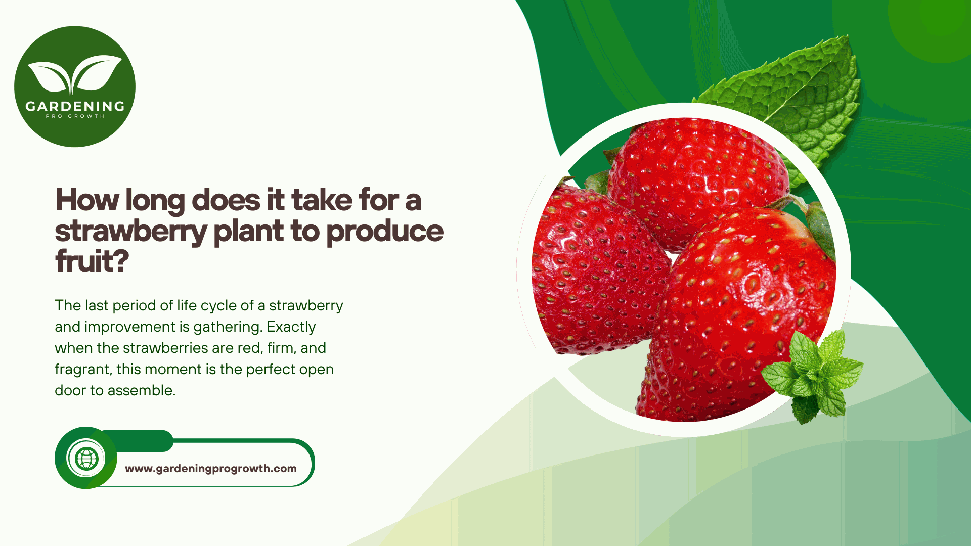 How long does it take for a strawberry plant to produce fruit