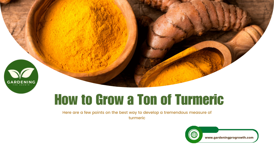 How to Grow a Ton of Turmeric