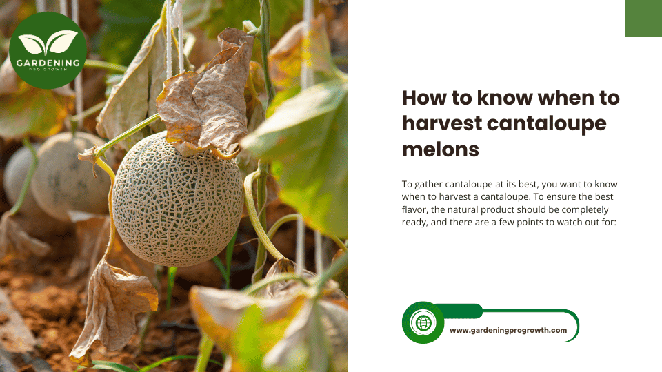 How to know when to harvest cantaloupe melons