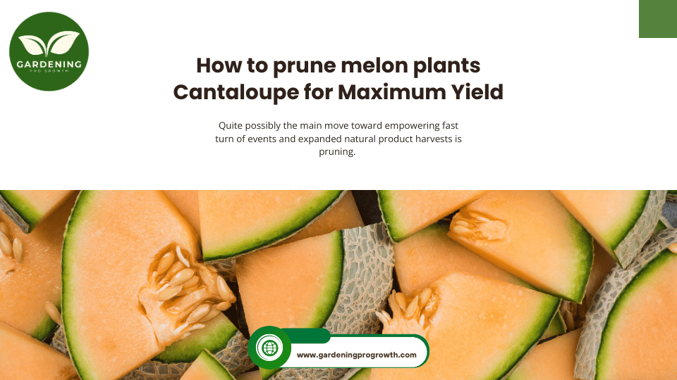 How to prune melon plants Cantaloupe