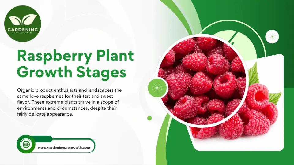 Raspberry Plant Growth Stages