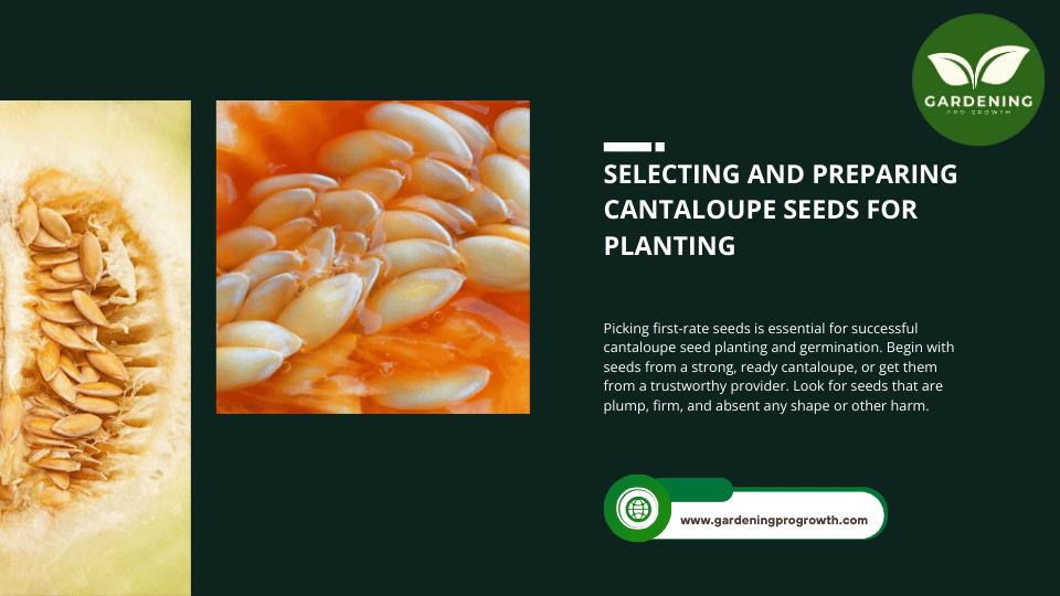 Selecting and Preparing Cantaloupe Seeds for Planting