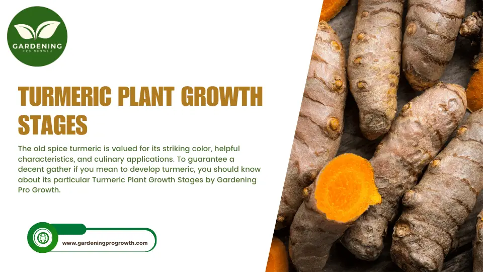 Turmeric Plant Growth Stages