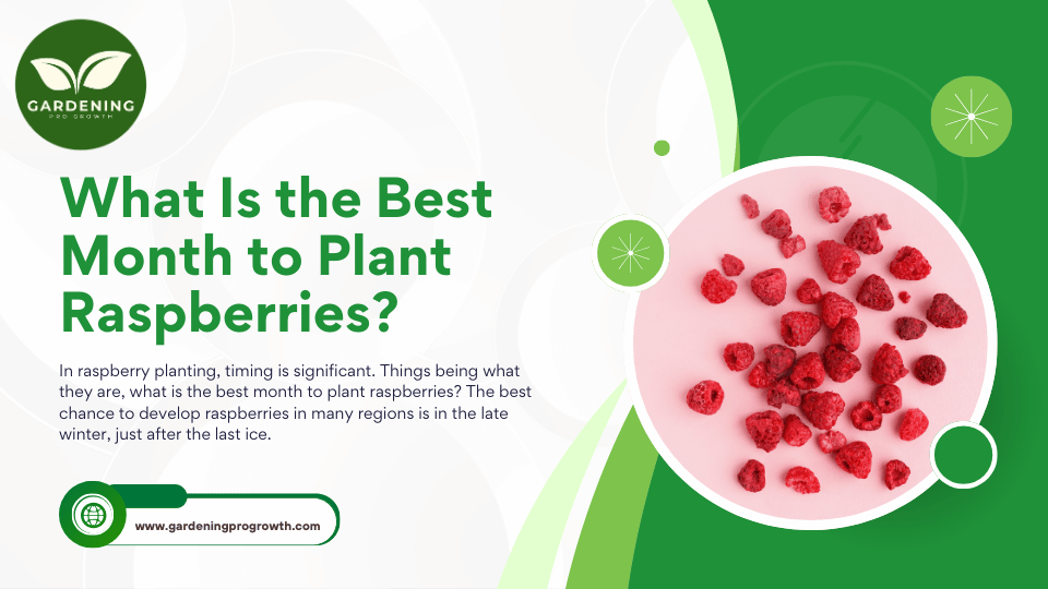 What Is the Best Month to Plant Raspberries