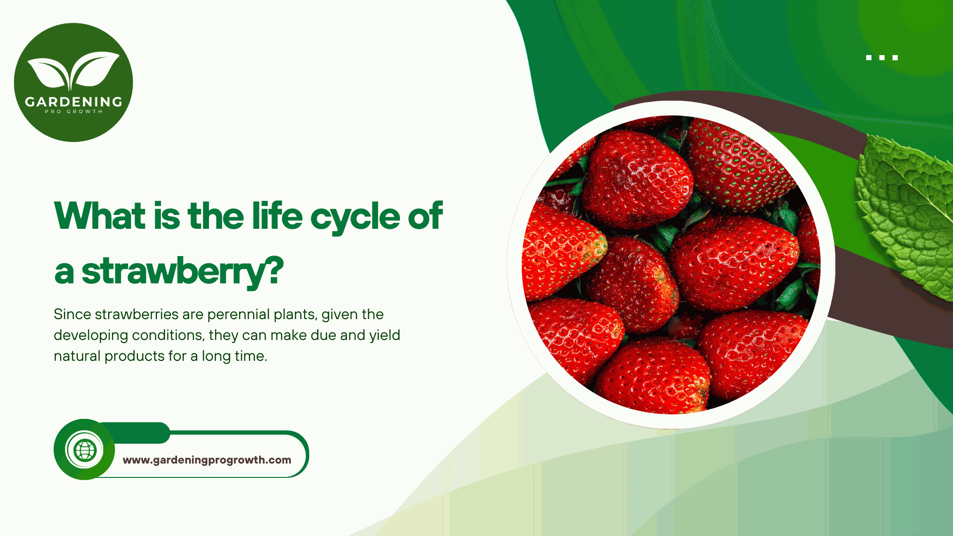 What is the life cycle of a strawberry