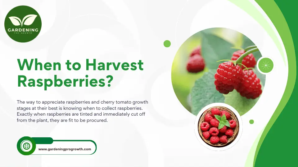 When to Harvest Raspberries