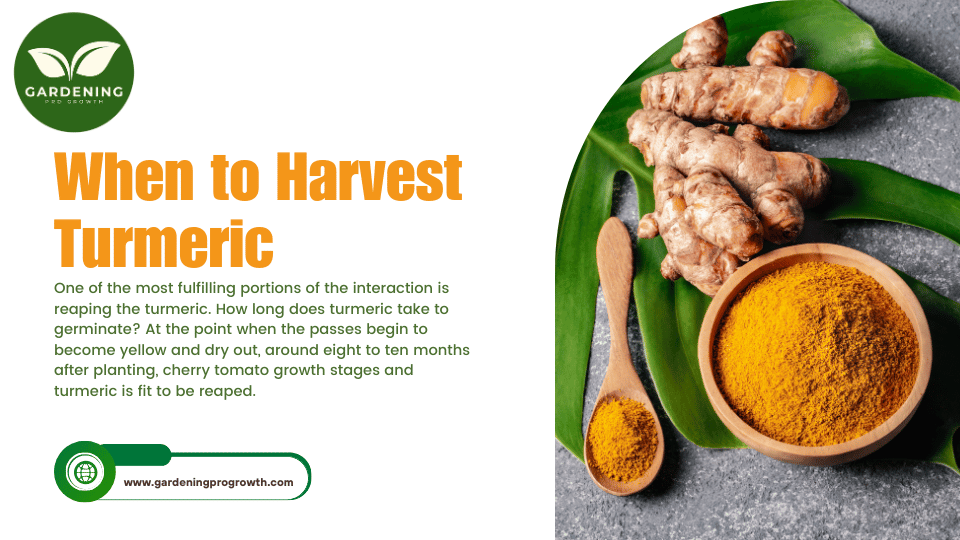 When to Harvest Turmeric