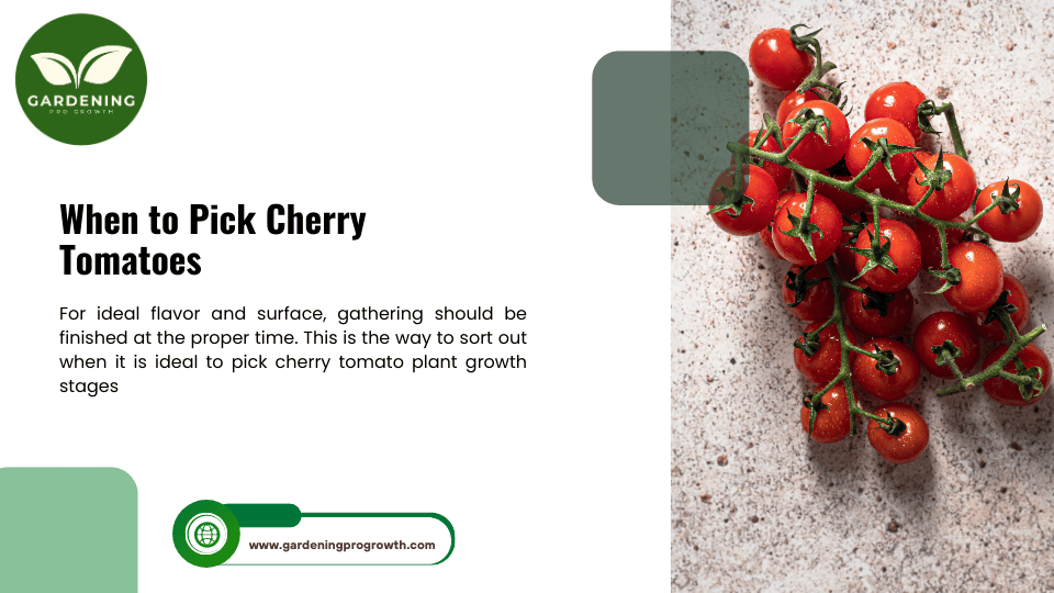 When to Pick Cherry Tomatoes