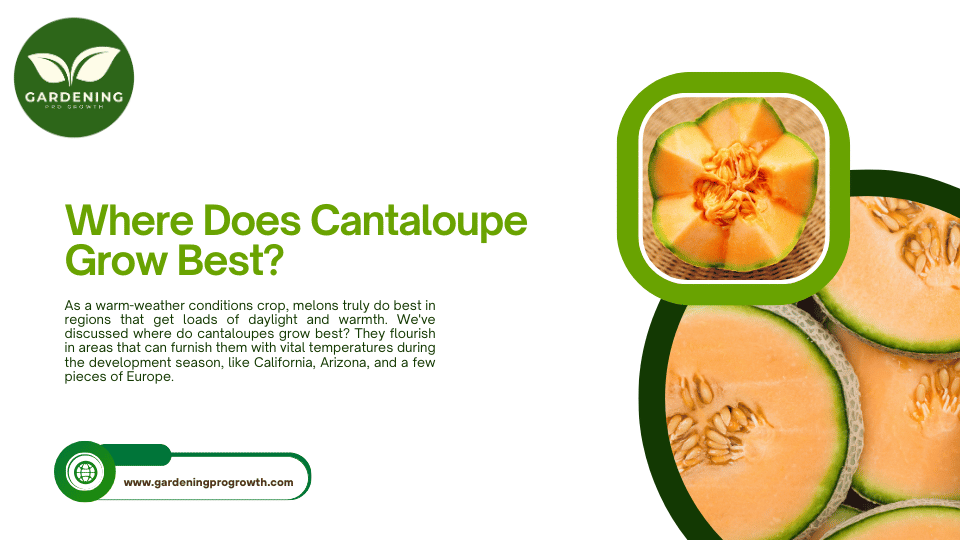 Where Does Cantaloupe Grow Best