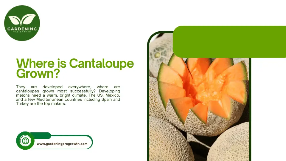 Where is Cantaloupe Grown