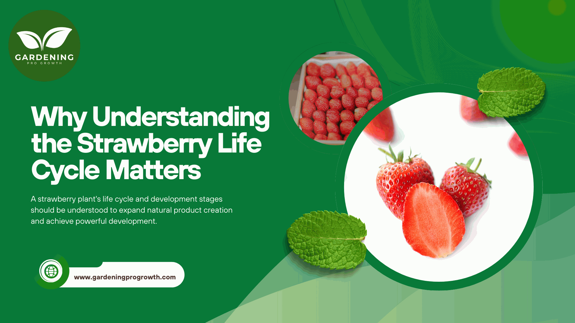 Understanding the Strawberry Life Cycle Matters