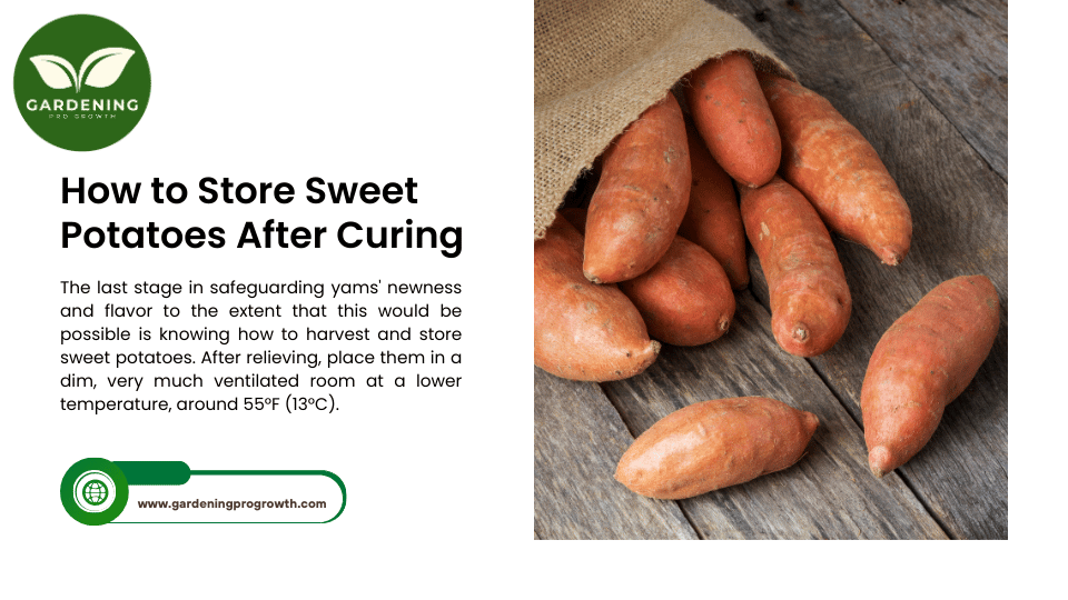 How to store sweet potatoes