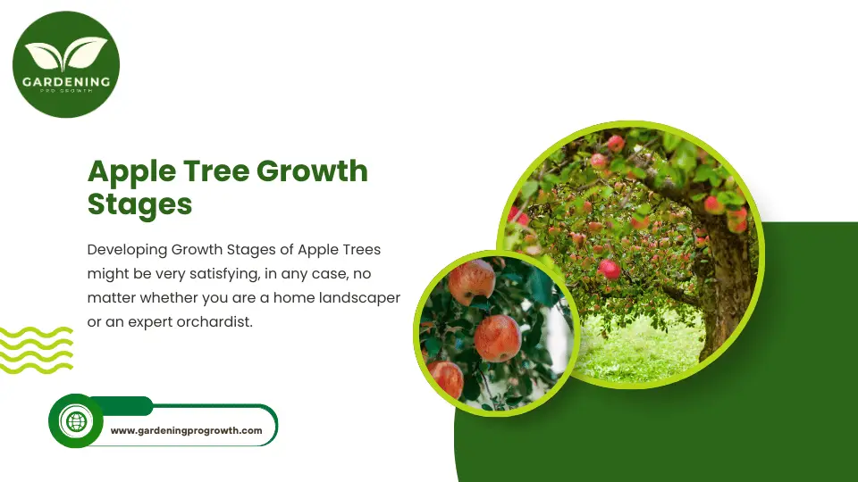 Apple tree growth stages