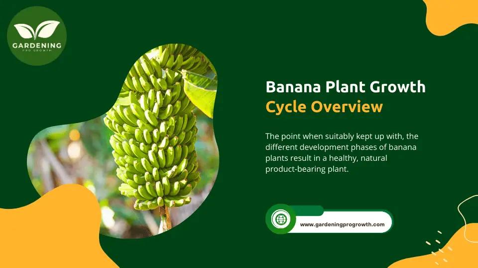 Banana Plant Growth Cycle