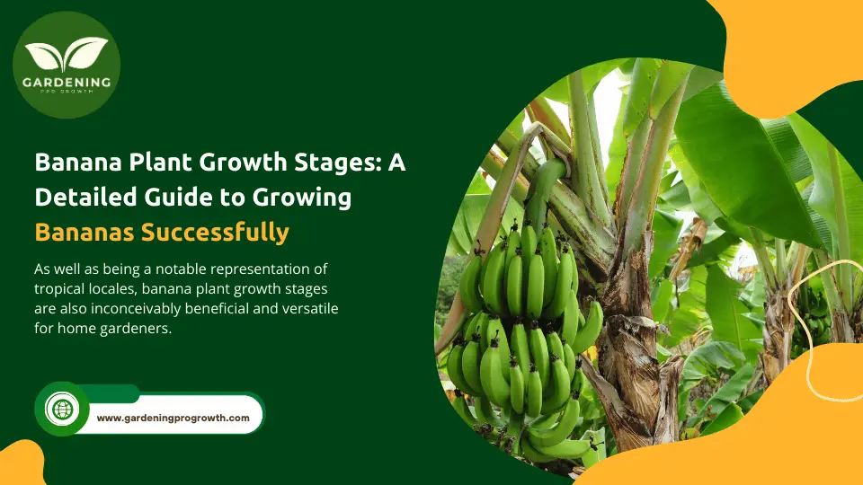 Banana Plant Growth Stages