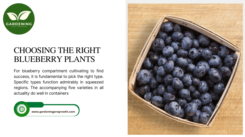 Choosing the Right Blueberry Plants