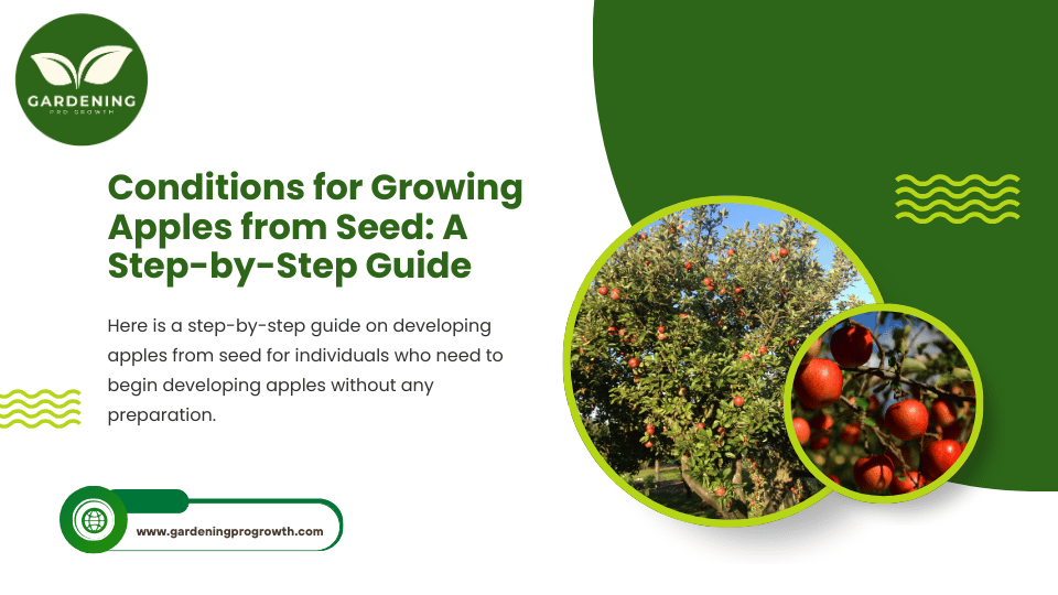 Conditions for Growing Apples from Seed