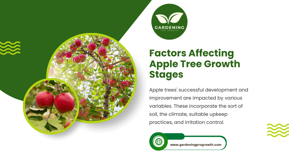 Factors Affecting Apple Tree Growth Stages