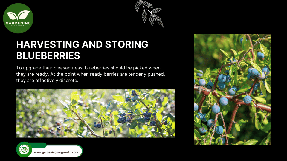 Harvesting and Storing Blueberries