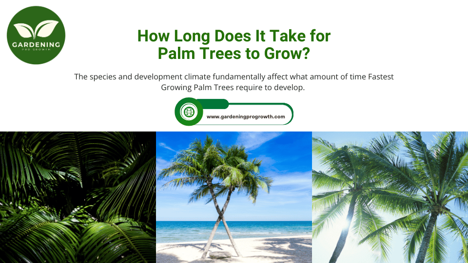 How Long Does It Take for Palm Trees to Grow