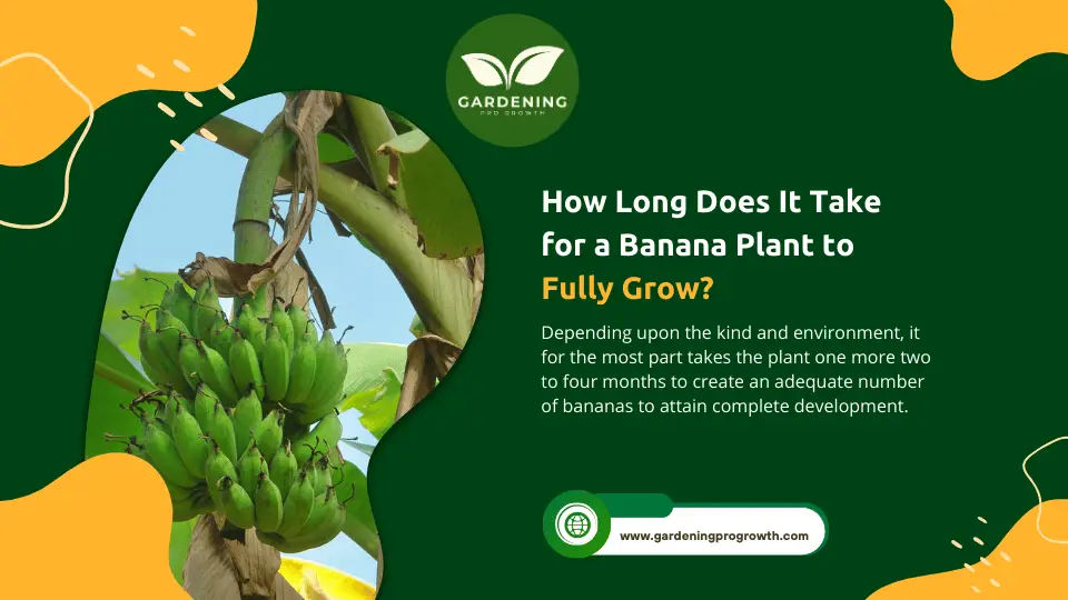 How long does it take for a banana plant to fully grow