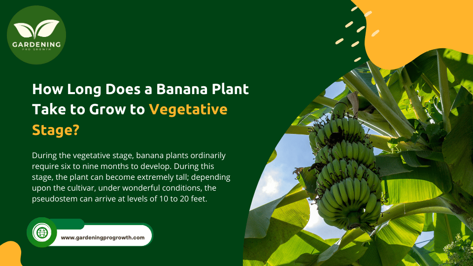 How Long Does a Banana Plant Take to Grow