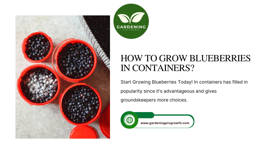 How to Grow Blueberries in Containers