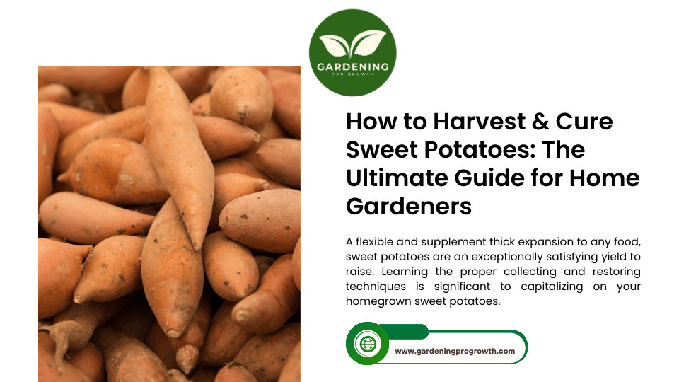 How to Harvest & Cure Sweet Potatoes