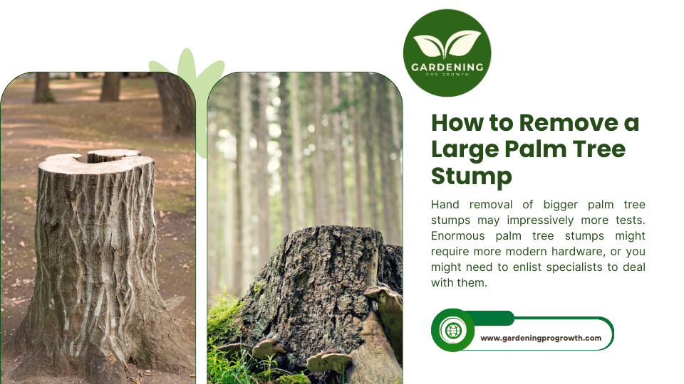 How to Remove a Large Palm Tree Stump